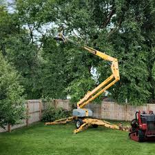 Trusted Ringwood, NJ Tree Services Experts