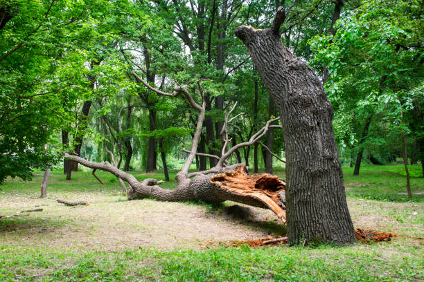 How Our Tree Care Process Works  in  Ringwood, NJ