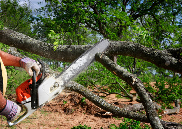 Lawn Renovation and Restoration in Ringwood, NJ