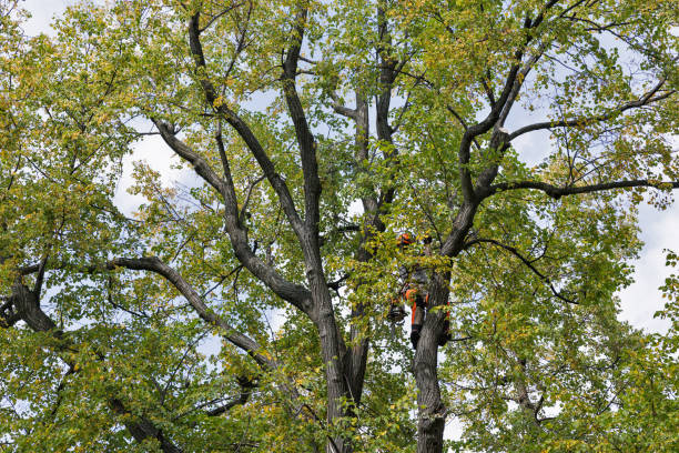 Best Commercial Tree Services  in Ringwood, NJ